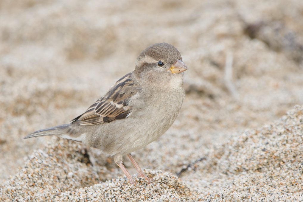 Photo of House Sparrow